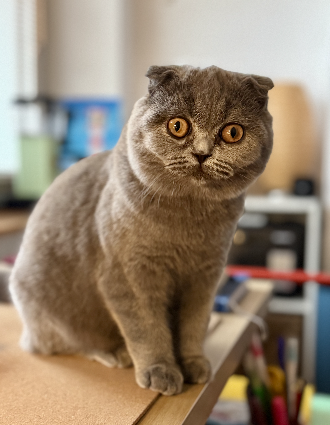 Mochi