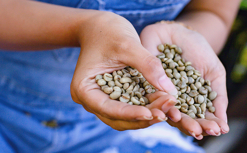 Etyczna filiżanka: Dlaczego warto wybierać kawy z certyfikatem Fair Trade? [Wpływ na plantacje i środowisko]